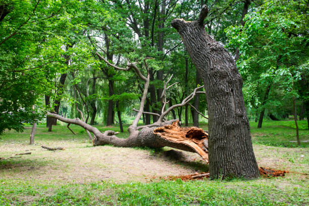 How Our Tree Care Process Works  in  Julesburg, CO